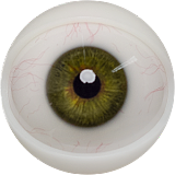 FANREAL 最新作 男性ラブドール 173cm 35kg  #Carterヘッド 一体式ペニス 筋肉タイプ フルシリコン製男性ドール