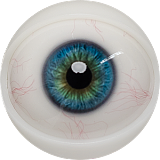 FANREAL 最新作 男性ラブドール 173cm 35kg  #Carterヘッド 一体式ペニス 筋肉タイプ フルシリコン製男性ドール