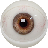 FANREAL 最新作 男性ラブドール 173cm 35kg  #Carterヘッド 一体式ペニス 筋肉タイプ フルシリコン製男性ドール