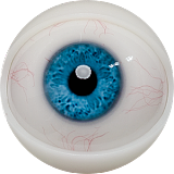 FANREAL 最新作 男性ラブドール 173cm 35kg  #Carterヘッド 一体式ペニス 筋肉タイプ フルシリコン製男性ドール