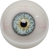 FANREAL 最新作 男性ラブドール 173cm 35kg  #Carterヘッド 一体式ペニス 筋肉タイプ フルシリコン製男性ドール