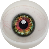 FANREAL 最新作 男性ラブドール 173cm 35kg  #Carterヘッド 一体式ペニス 筋肉タイプ フルシリコン製男性ドール