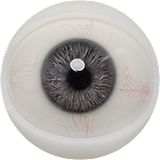 FANREAL 最新作 男性ラブドール 173cm 35kg  #Carterヘッド 一体式ペニス 筋肉タイプ フルシリコン製男性ドール