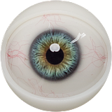 FANREAL 最新作 男性ラブドール 173cm 35kg  #Carterヘッド 一体式ペニス 筋肉タイプ フルシリコン製男性ドール