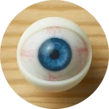 My Loli Waifu 眼球単体 シリコン/TPEヘッドに適切 等身大ヘッドの目