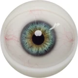 FANREAL シリコン製ヘッド単体 等身大ラブドール リアルドール