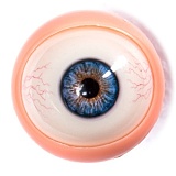 Starpery 163cm Cカップ Asuka Evaヘッド フルシリコン製  リアルラブドール キュートでフレッシュな学園風