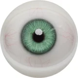 FANREAL トルソー  109cm Gカップ  #Mariaヘッド ros口開閉機能可能 収納便利セクシー上半身リアルドール