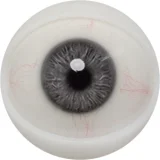 FANREAL トルソー  109cm Gカップ  #Mariaヘッド ros口開閉機能可能 収納便利セクシー上半身リアルドール