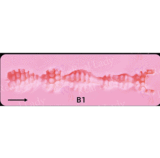 Real lady 168cm  Gカップ R4ヘッド Silky Cream肌 高品質シリコン製 欧米風リアルダッチワイフ レースランジェリー美女ラブドール