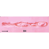 Real lady 170cm Cカップ R1 ヘッド rosmax機能付き シリコン製リアルラブドール ヨーロピアン美女ダッチワイフ