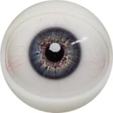 FANREAL ROSヘッド#Molly 153CM Bカップ メイド風の制服の清楚で愛らしい貧乳美少女リアルドール ロリ系ダッチワイフ