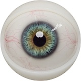 【12月キャンペーン 全商品10％オフ 追加二つ目ヘッド無料/髪の毛の植毛無料/関節指/ハードフィット/足指関節など無料】FANREAL フルシリコン製 ヘッドとボディ自由に組合可能 等身大 ラブドール  リアルドール