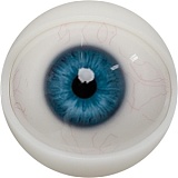 【12月キャンペーン 全商品10％オフ 追加二つ目ヘッド無料/髪の毛の植毛無料/関節指/ハードフィット/足指関節など無料】FANREAL フルシリコン製 ヘッドとボディ自由に組合可能 等身大 ラブドール  リアルドール