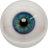 【12月キャンペーン 全商品10％オフ 追加二つ目ヘッド無料/髪の毛の植毛無料/関節指/ハードフィット/足指関節など無料】FANREAL フルシリコン製 ヘッドとボディ自由に組合可能 等身大 ラブドール  リアルドール