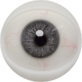 【12月キャンペーン 全商品10％オフ 追加二つ目ヘッド無料/髪の毛の植毛無料/関節指/ハードフィット/足指関節など無料】FANREAL フルシリコン製 ヘッドとボディ自由に組合可能 等身大 ラブドール  リアルドール