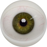 【12月キャンペーン 全商品10％オフ 追加二つ目ヘッド無料/髪の毛の植毛無料/関節指/ハードフィット/足指関節など無料】FANREAL フルシリコン製 ヘッドとボディ自由に組合可能 等身大 ラブドール  リアルドール