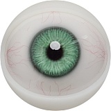 【12月キャンペーン 全商品10％オフ 追加二つ目ヘッド無料/髪の毛の植毛無料/関節指/ハードフィット/足指関節など無料】FANREAL フルシリコン製 ヘッドとボディ自由に組合可能 等身大 ラブドール  リアルドール