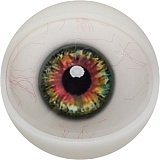 【12月キャンペーン 全商品10％オフ 追加二つ目ヘッド無料/髪の毛の植毛無料/関節指/ハードフィット/足指関節など無料】FANREAL フルシリコン製 ヘッドとボディ自由に組合可能 等身大 ラブドール  リアルドール