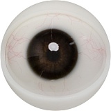 【12月キャンペーン 全商品10％オフ 追加二つ目ヘッド無料/髪の毛の植毛無料/関節指/ハードフィット/足指関節など無料】FANREAL フルシリコン製 ヘッドとボディ自由に組合可能 等身大 ラブドール  リアルドール