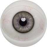 【12月キャンペーン 全商品10％オフ 追加二つ目ヘッド無料/髪の毛の植毛無料/関節指/ハードフィット/足指関節など無料】FANREAL フルシリコン製 ヘッドとボディ自由に組合可能 等身大 ラブドール  リアルドール