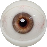 【12月キャンペーン 全商品10％オフ 追加二つ目ヘッド無料/髪の毛の植毛無料/関節指/ハードフィット/足指関節など無料】FANREAL フルシリコン製 ヘッドとボディ自由に組合可能 等身大 ラブドール  リアルドール