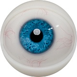 【12月キャンペーン 全商品10％オフ 追加二つ目ヘッド無料/髪の毛の植毛無料/関節指/ハードフィット/足指関節など無料】FANREAL フルシリコン製 ヘッドとボディ自由に組合可能 等身大 ラブドール  リアルドール