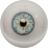 【一体型タイプ】FANREAL 170cm Gカップ シームレスドール リアル皮膚版 Mariaヘッド