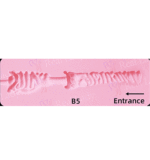 Real lady 159cm Hカップ R9ヘッド シリコン製ドール 宣伝画像はROS-MAX機能付き 成熟した色気の美人リアル人形