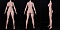 リアル皮膚ボディ160cm Fカップ