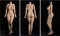 163cm-Eカップ(PRO)リアル皮膚 163cm-Eカップ(PRO)リアル皮膚