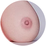 Erovenus Maxシリーズ LN-T-017T 102cmトルソー Marinaヘッド ROS機能オプション選択可能 欧米風巨乳トルソー